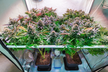Shot of a cannabis plants growing in a grow tent during flowering stage - obrazy, fototapety, plakaty