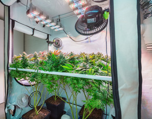 Shot of a cannabis plants growing in a grow tent during flowering stage © deejaymd