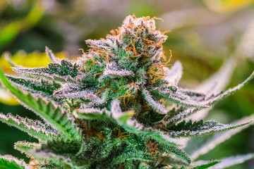 HDR close up shot of a cannabis plant blossom