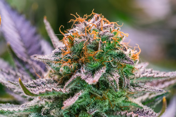 HDR close up shot of a cannabis plant blossom