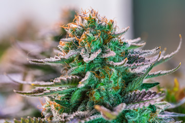 HDR close up shot of a cannabis plant blossom