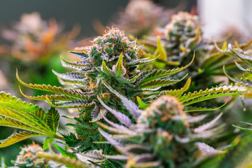 HDR close up shot of a cannabis plant blossom