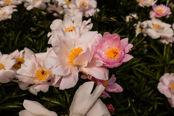 bouquet of flowers