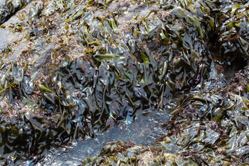 Tidepool Kelp