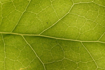 leaf