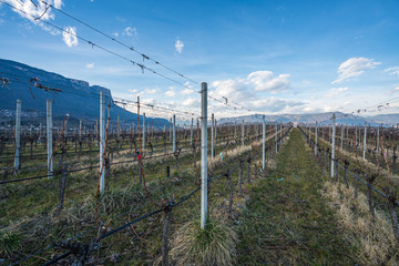 Obraz premium Vineyards, apple and grape orchards in Eppan an der Weinstrasse in northern Italy, south Tyrol.