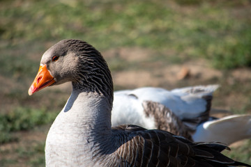 Obraz premium A grey goose with a white and grey neck is walking on the shore by a lake..