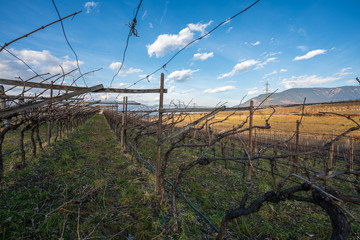 Obraz premium Vineyards, apple and grape orchards in Eppan an der Weinstrasse in northern Italy, south Tyrol.