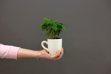 Fresh green sprout of coffee with green leaves grows in white cup on the grey background. Environmental protection concept