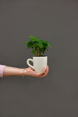 Female hand holds a white cup with grown coffee sprout on the grey background