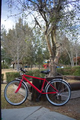 Fototapeta na wymiar Bicicleta junto aun árbol