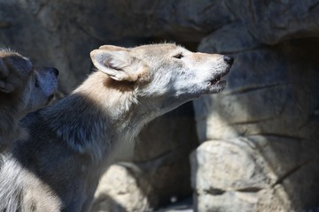 チュウゴクオオカミ の写真 ロイヤリティフリーの画像 グラフィック ベクターおよびビデオ Adobe Stock