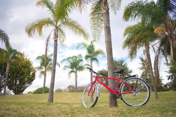 Fototapeta premium Bicicleta roja junto a palmeras