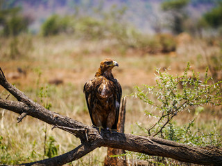 Tawny eagle (Aquila rapax) sitting on a branch of a dead tree and watches the surroundings in the morning sun in Kruger Nationalpark
