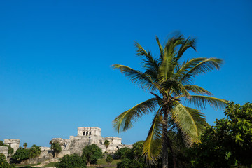 Fototapeta na wymiar Tropical palm tree and maya ruins on cloudless blue sky, Tulum, Mexico