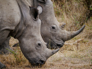 Obraz premium Close-up of a mother and a premature square-lipped rhino (Ceratotherium simum) with their heads down in the grass to eat some fresh green in Kruger Nationalpark