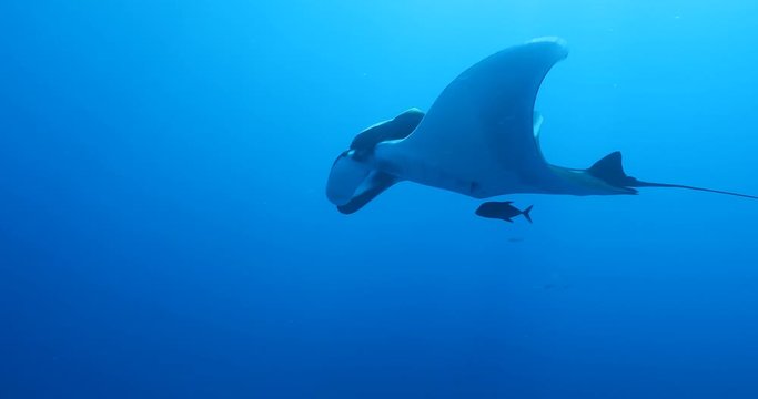 Manta rays at Revillagigedo islands, Mexico 