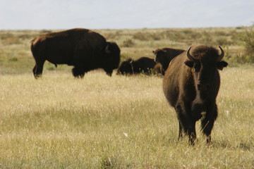 Fototapeta premium american bison