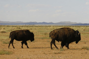 american bison