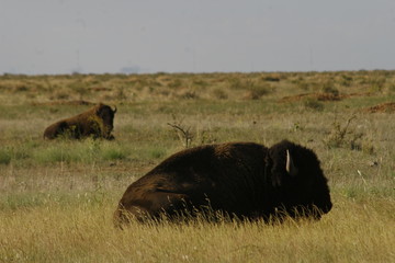 american bison