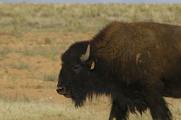 american bison
