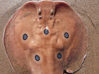 Common Torpedo ray fish meaditeranean sea