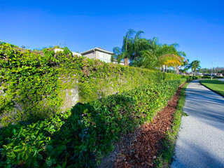 Fototapeta na wymiar Green ivy wall of a Florida community
