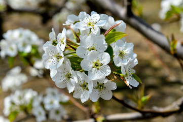 Fototapeta premium Pear flower in full bloom in spring