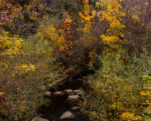 Fall foliage at Lithia Park creek in Ashland  Oregon, USA, in the Autumn 