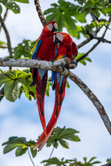scarlet macaws cuddling while perching in a tree in costa rica © michele