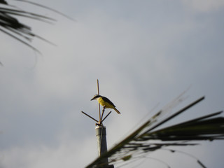 beautiful bird of the Bem-Te-Vi species on top of the railing