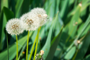 Close up of Dandelion (Taraxacum officinale) with green natural background
