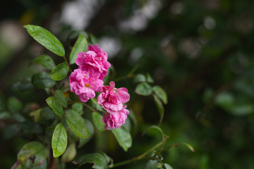 Beautiful pink rose in the garden with bokeh background