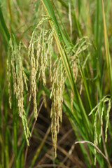 Closed up of the rice field