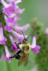 bee on a flower