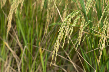 Closed up of the rice field