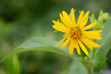 yellow flower 
