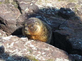 ground hog 