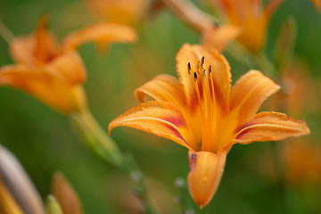 Obraz premium orange lily flower in garden