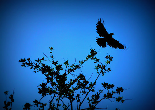Bird in flight silhouette 
