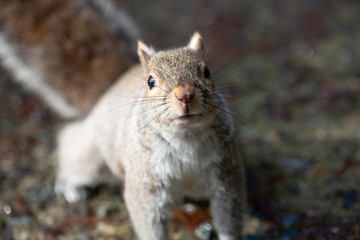 Naklejka na ściany i meble Close up of grey squirrel which is staring curiously at photographer