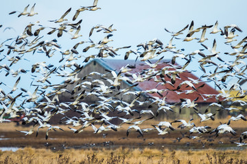 A Flock of Snow Geese Passes in Front of a Farm Barn
