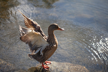 Duck doing exercise by flapping its wings at water pond