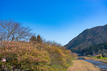 Fototapeta premium 河津桜まつり