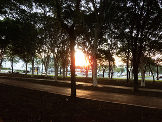 taking advantage of the sun's rays to photograph among the trees