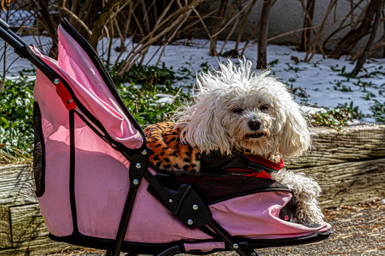 Pampered Poodle