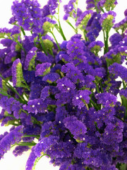 Obraz premium スターチスの花
