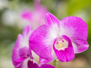 Obraz premium デンドロビウム