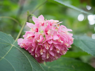 ドンベア・ウォリッキー