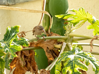 enjoying the sunny day to photograph sparrows